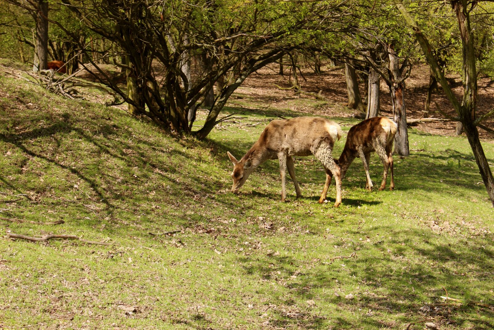 Canon EOS 100D (EOS Rebel SL1 / EOS Kiss X7) sample photo. Animal, tree, forest photography