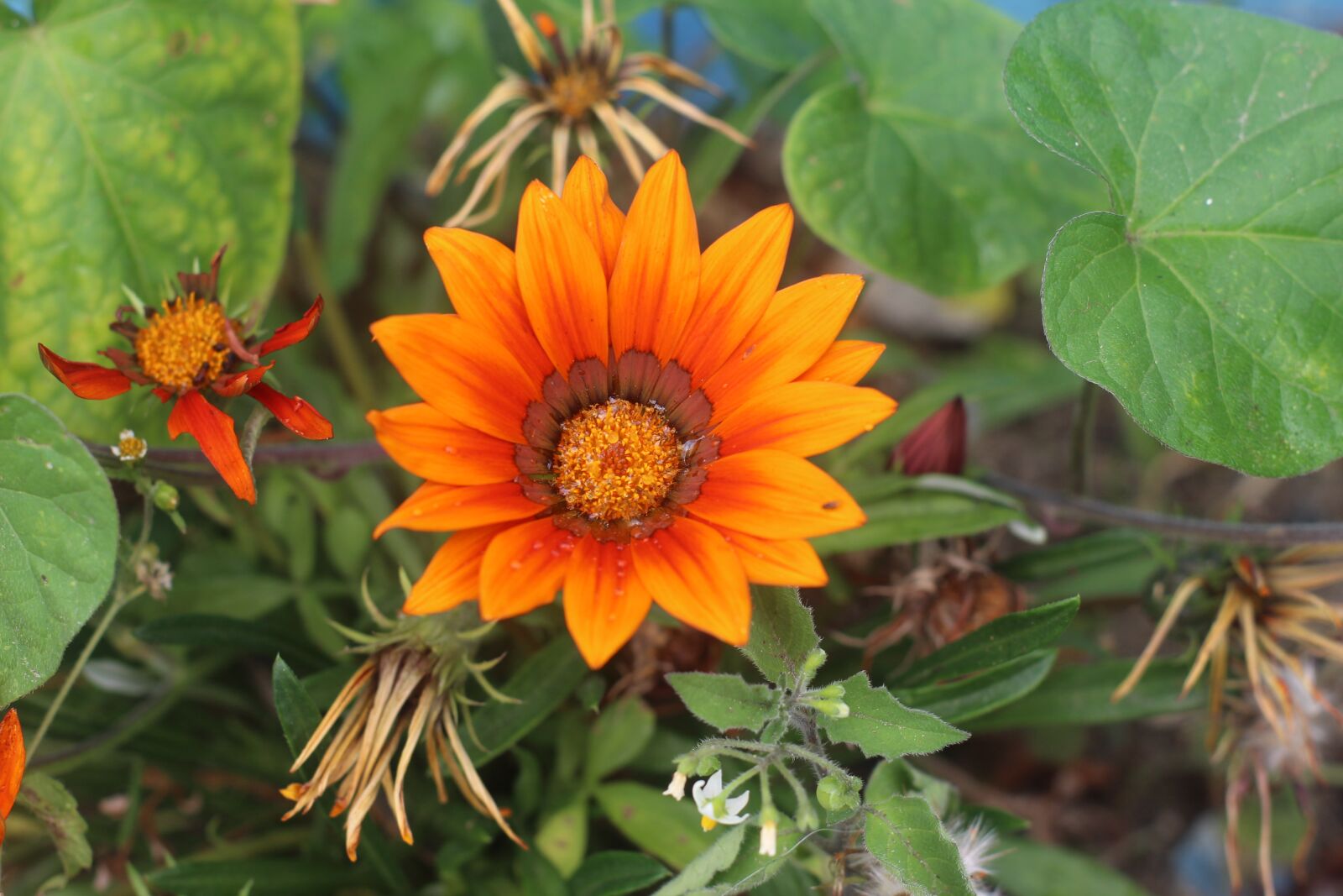 Canon EOS 700D (EOS Rebel T5i / EOS Kiss X7i) sample photo. Flower, green, nature photography