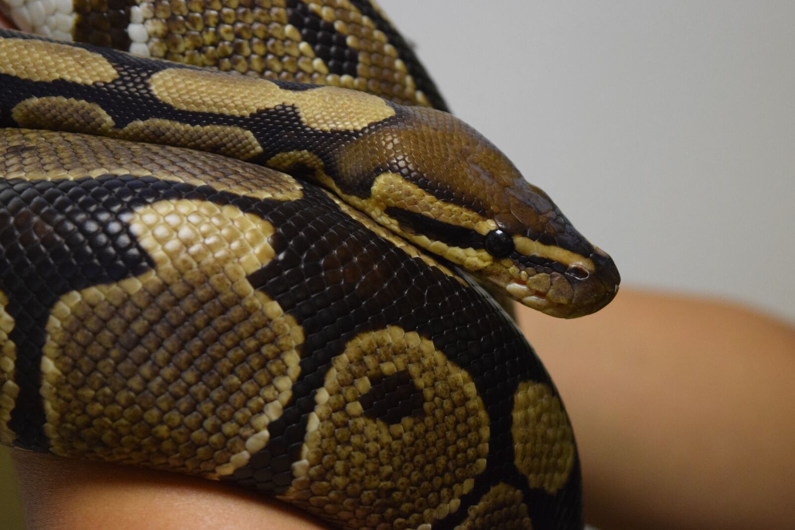 Nikon D3300 sample photo. Snake, vertebrate, reptile photography