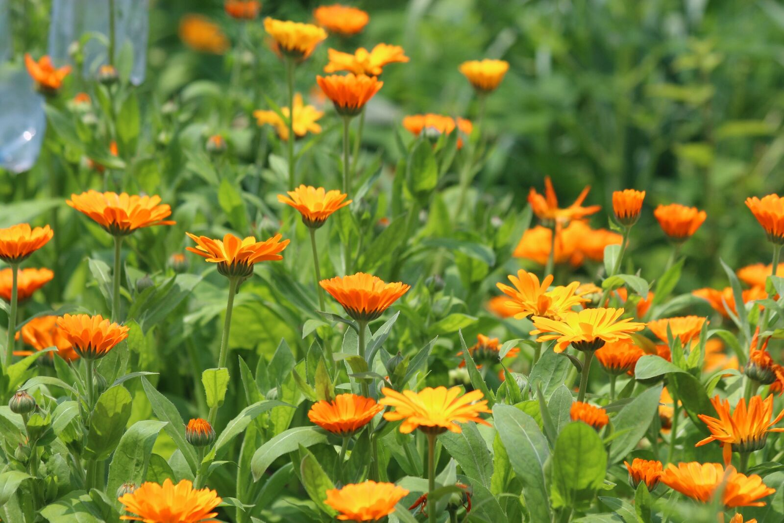 Canon EOS 650D (EOS Rebel T4i / EOS Kiss X6i) sample photo. Calendula, flower, marigold photography
