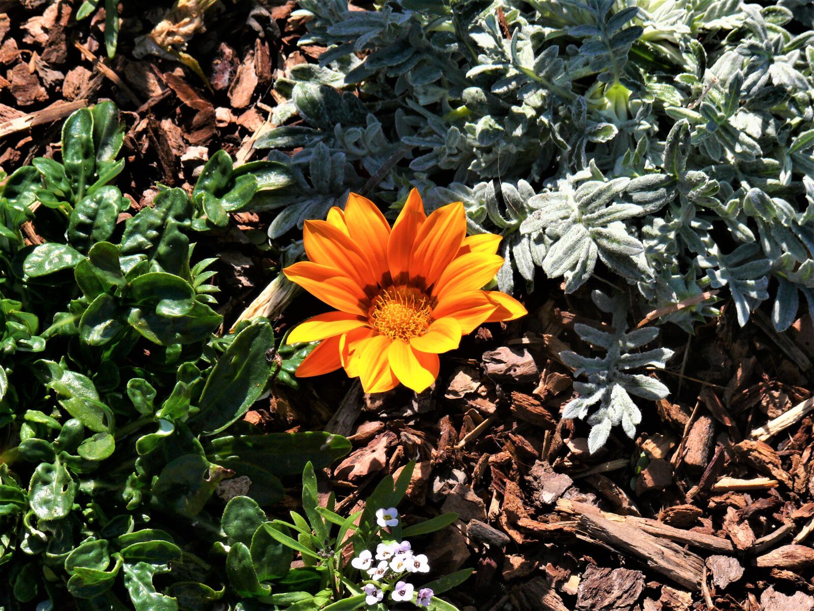 Panasonic DMC-FZ50 sample photo. Middaggoud, orange, flower photography