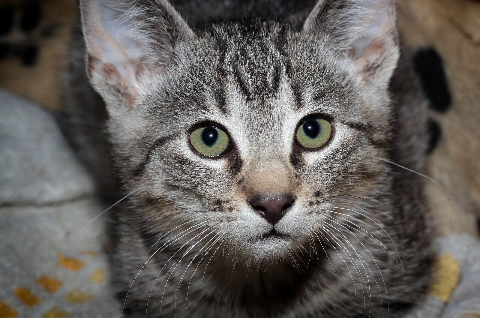 Canon EOS 600D (Rebel EOS T3i / EOS Kiss X5) + Canon EF 50mm F1.8 II sample photo. Cat, young, small photography