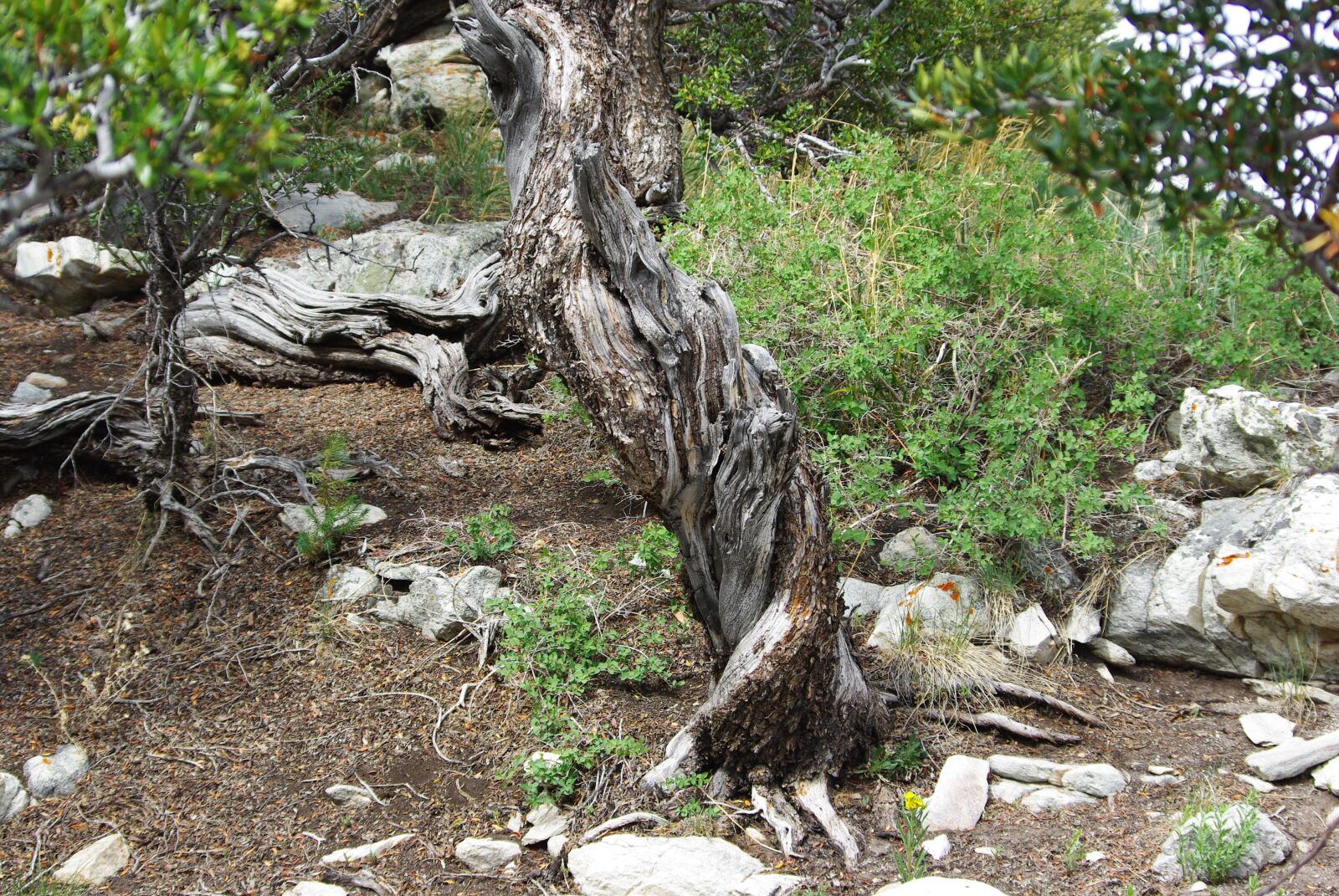 Pentax K200D sample photo. Tree, ponderosa pine, great photography
