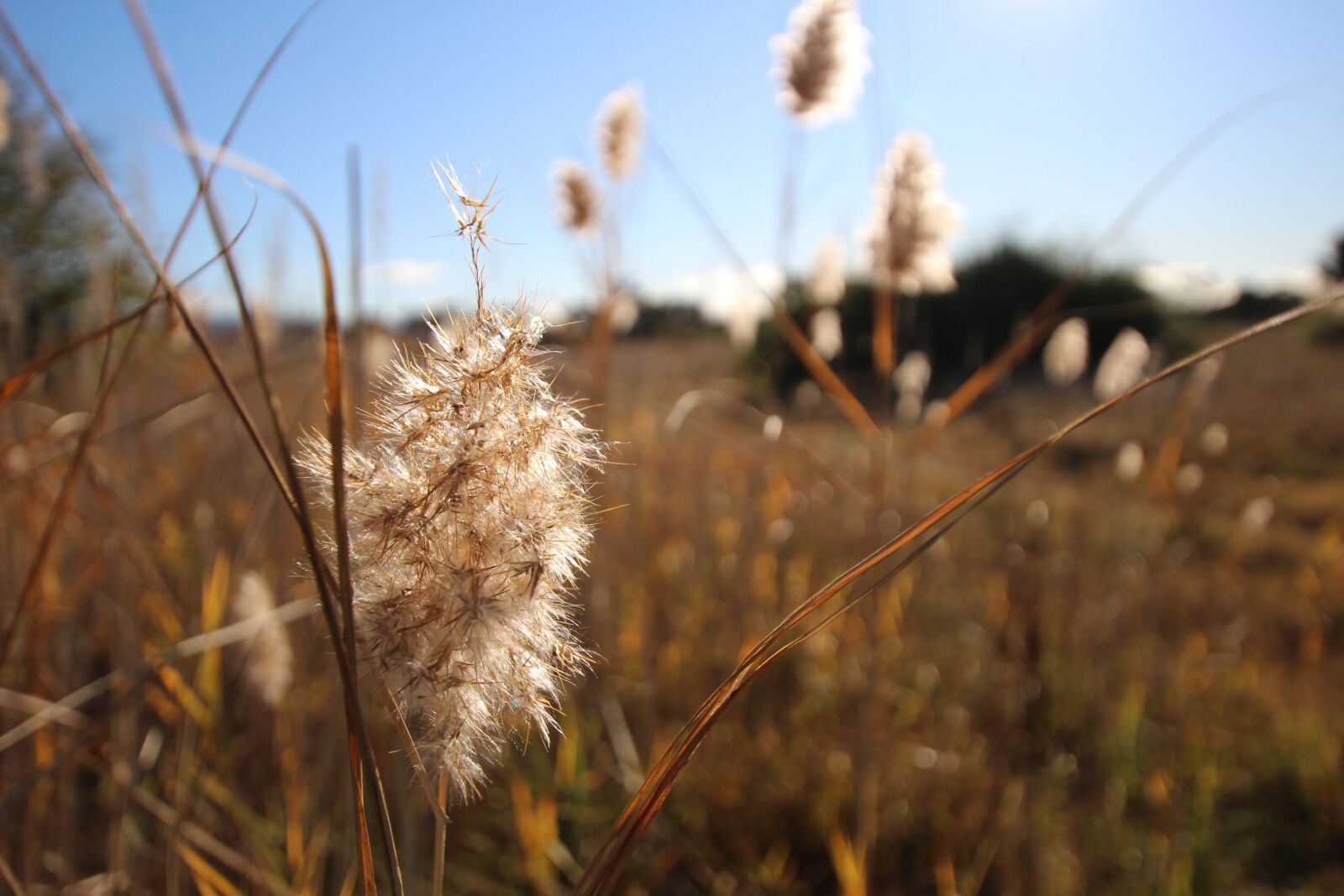 Canon EOS 100D (EOS Rebel SL1 / EOS Kiss X7) sample photo. Fields, dry grass, blue photography