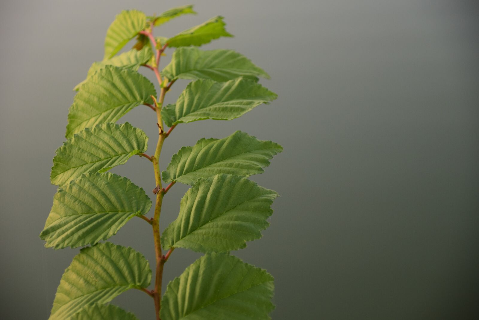 Nikon D3300 sample photo. Leaves, branch, beech photography