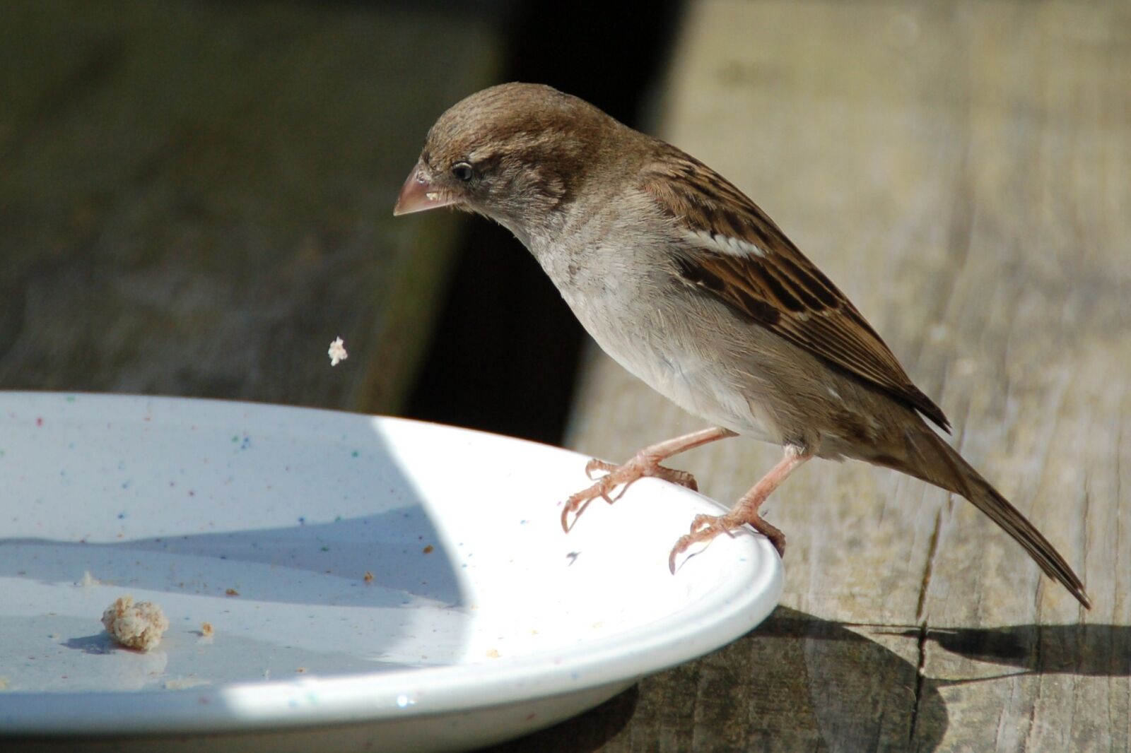 Nikon D50 sample photo. Bird, mus, food photography