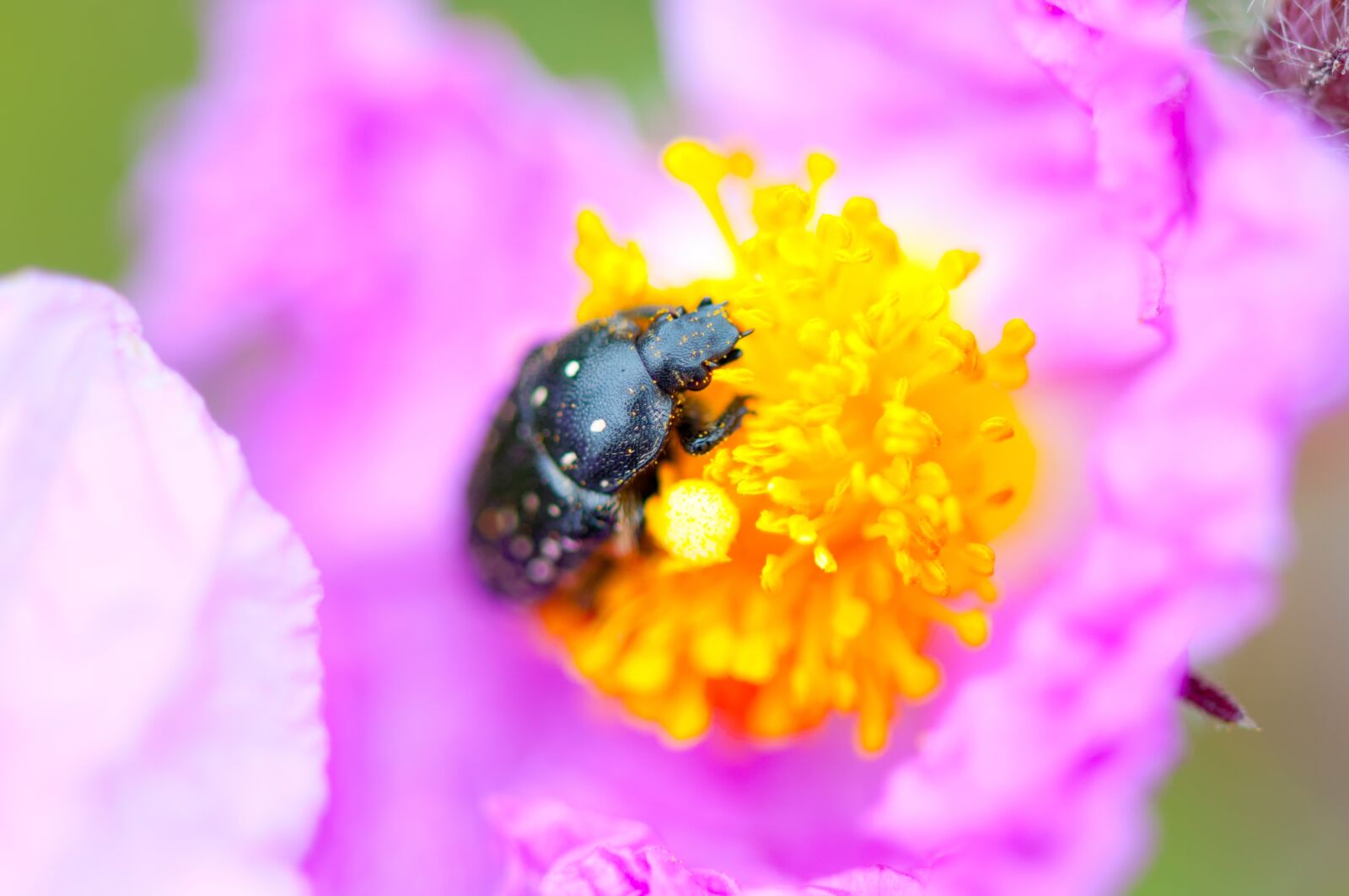 Nikon D300S sample photo. Bug, black, insect photography