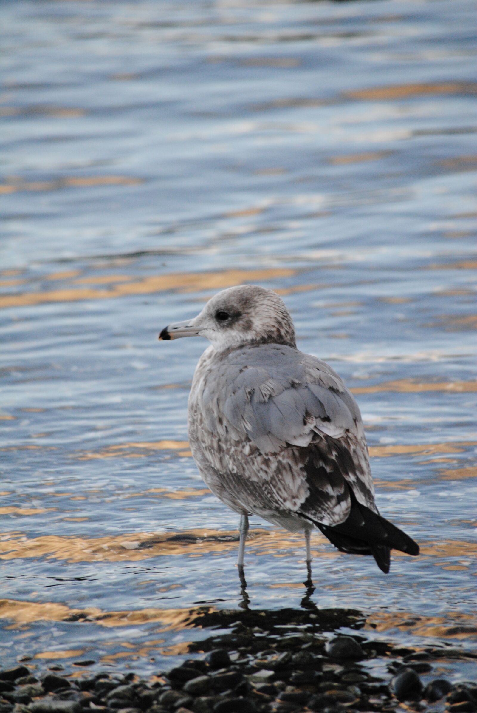 Nikon D3000 sample photo. Seagull, bird, wildlife photography