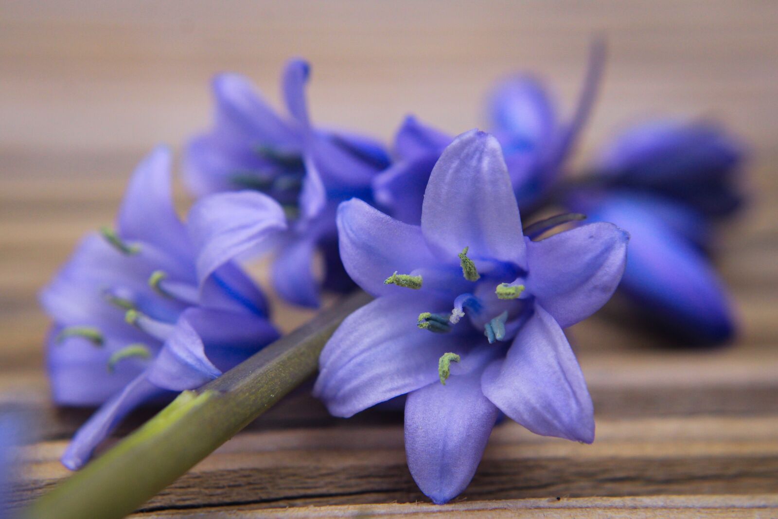 Canon EOS 2000D (EOS Rebel T7 / EOS Kiss X90 / EOS 1500D) sample photo. Flower, bluebell, blue star photography