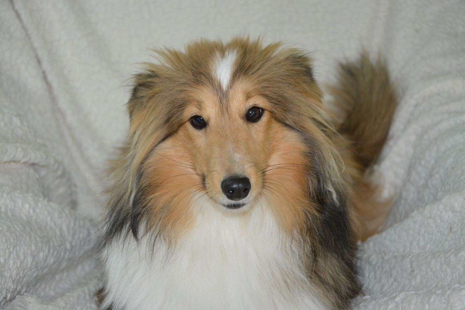 Nikon D5200 sample photo. Dog, bitch, shetland sheepdog photography