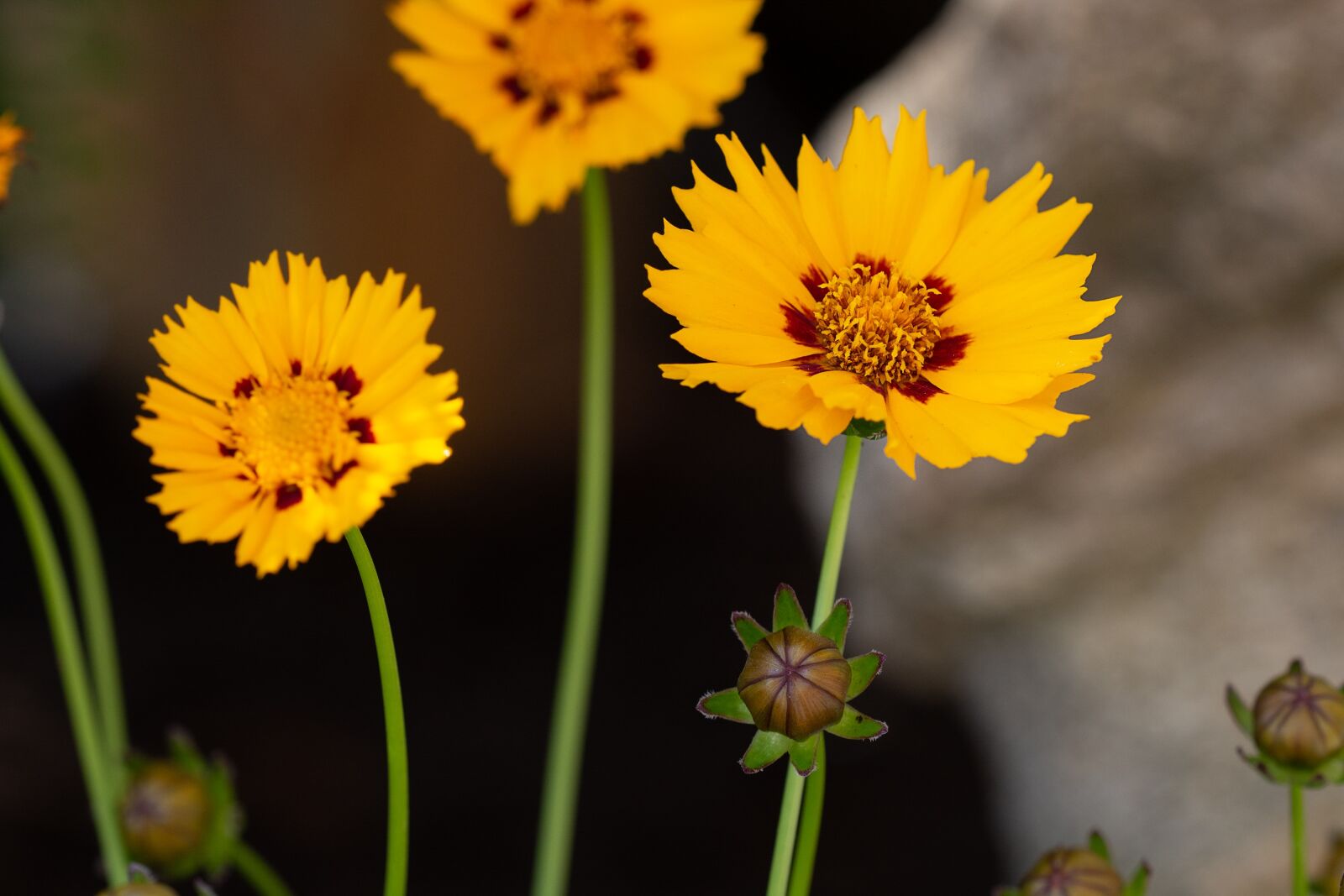 Nikon D7100 sample photo. Flowers, yellow, yellow flowers photography