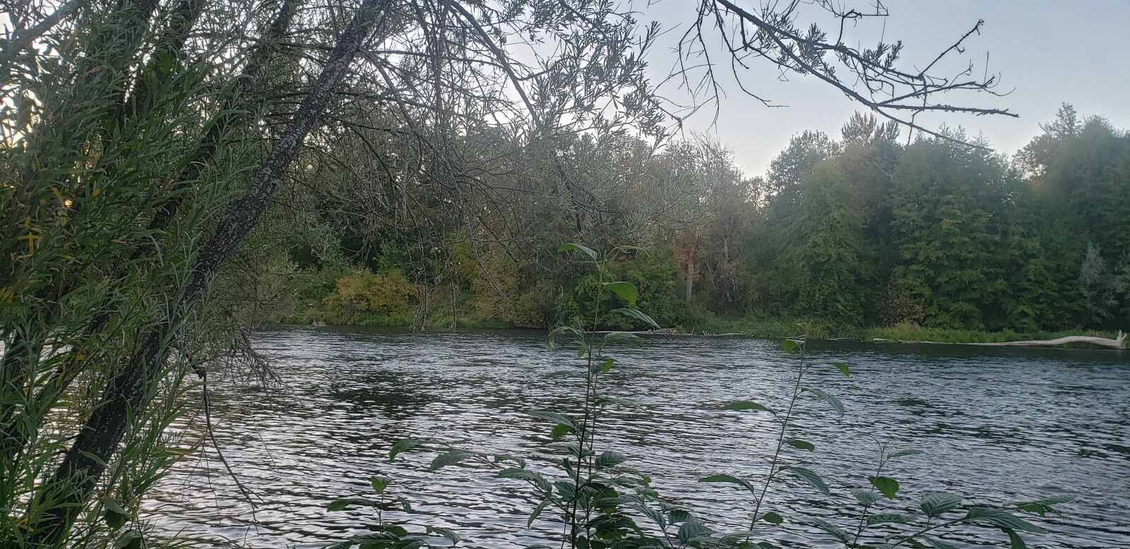Samsung SM-G960U sample photo. River, trees, nature photography