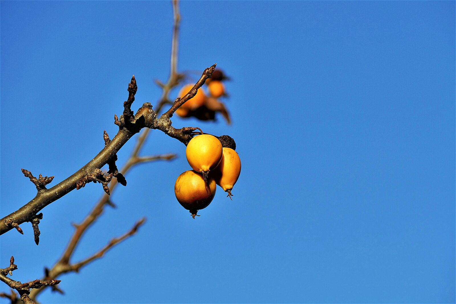 Panasonic Lumix DMC-FZ1000 sample photo. Sea buckthorn, fruits, branch photography