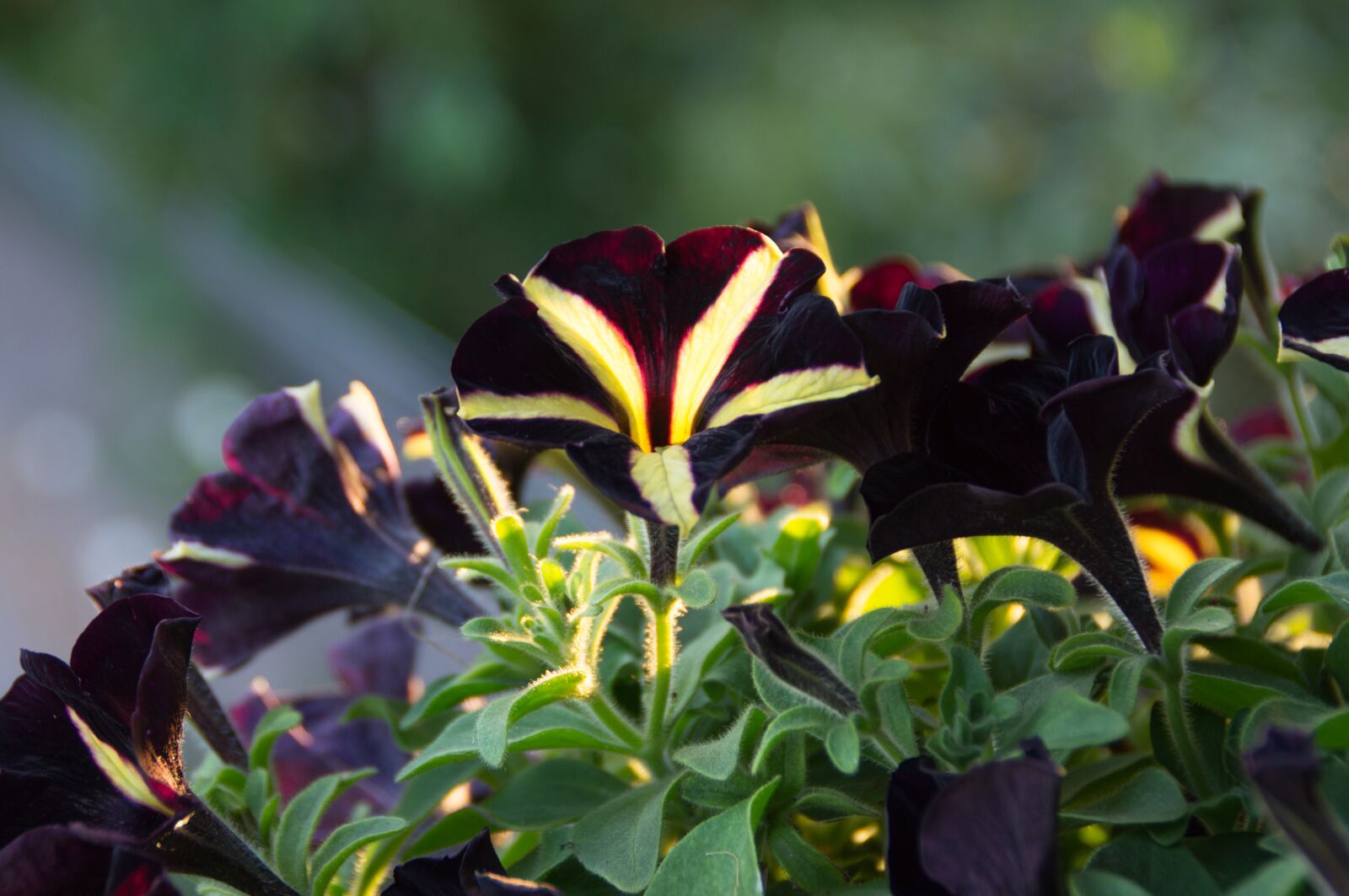 Sony DT 18-200mm F3.5-6.3 sample photo. Petunia, petunia phantom, nachtschattengew photography