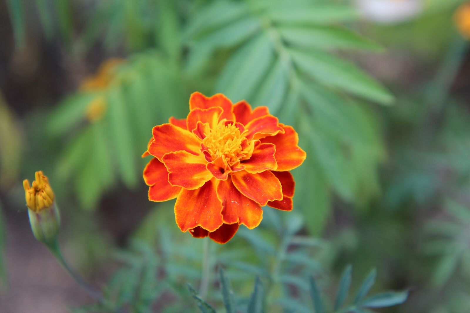 Canon EOS 600D (Rebel EOS T3i / EOS Kiss X5) sample photo. Carnation of india legionnaire photography