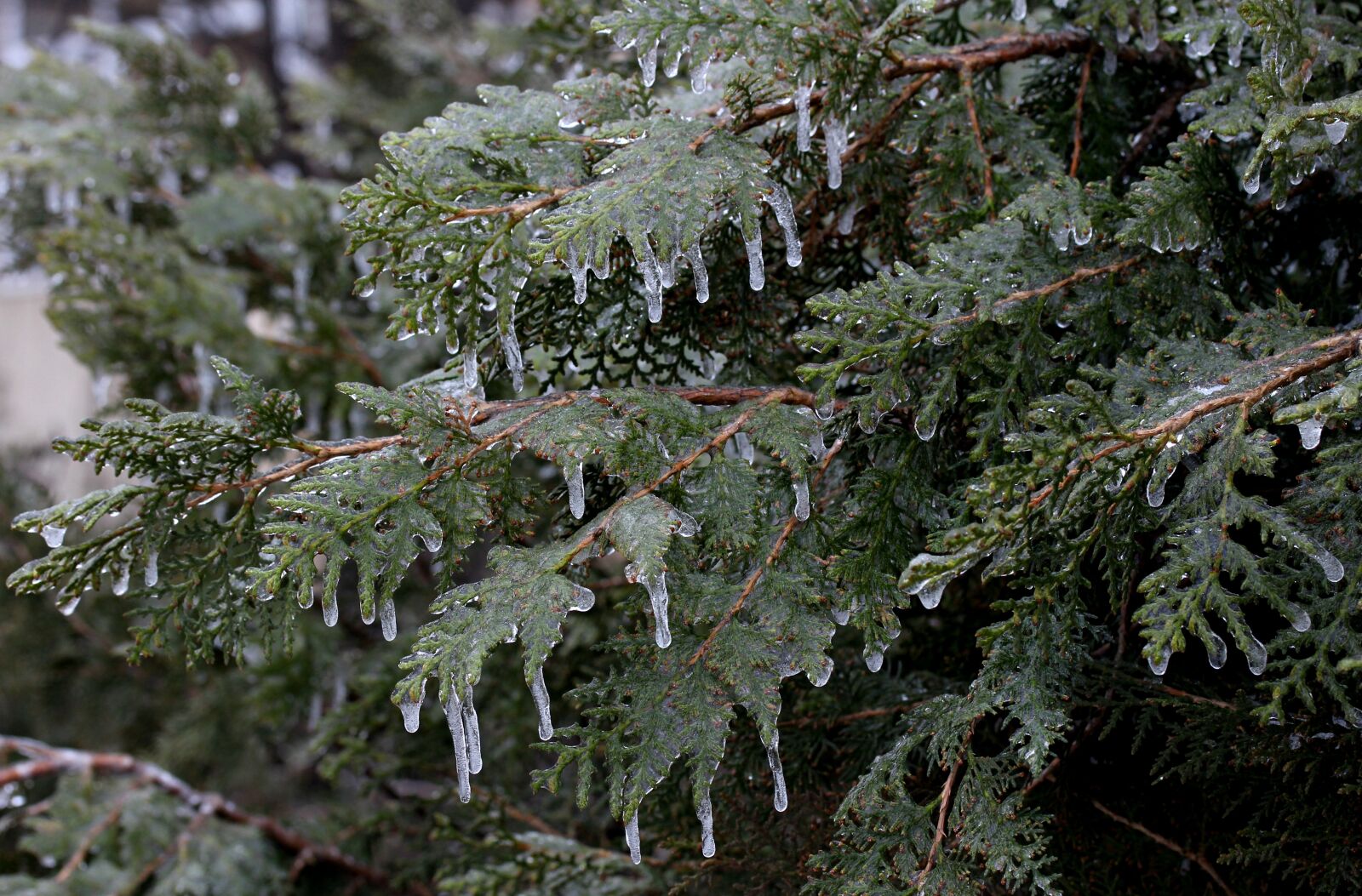 Canon EF-S 60mm F2.8 Macro USM sample photo. Casey, frozen, ice photography