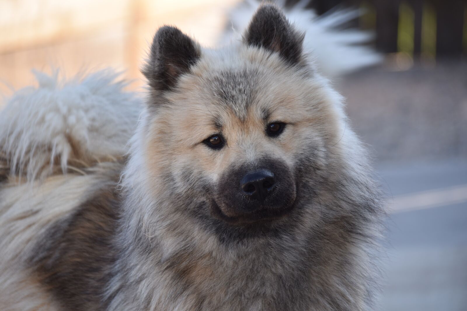 Nikon D5600 sample photo. Dog, dog eurasier, dog photography