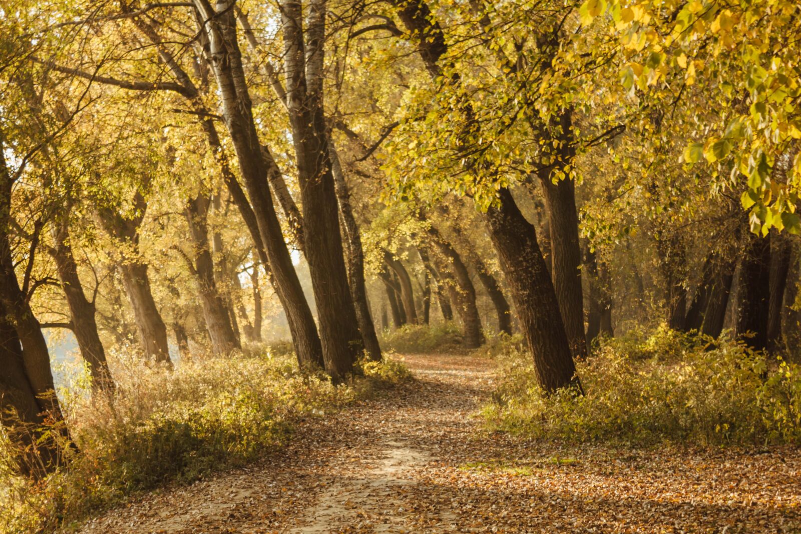 Canon EF-S 18-55mm F3.5-5.6 IS sample photo. Autumn, forest road, yellow photography