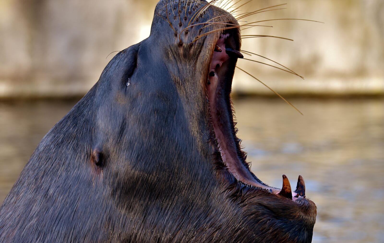 Nikon D7200 sample photo. Seal, sea lion, swim photography