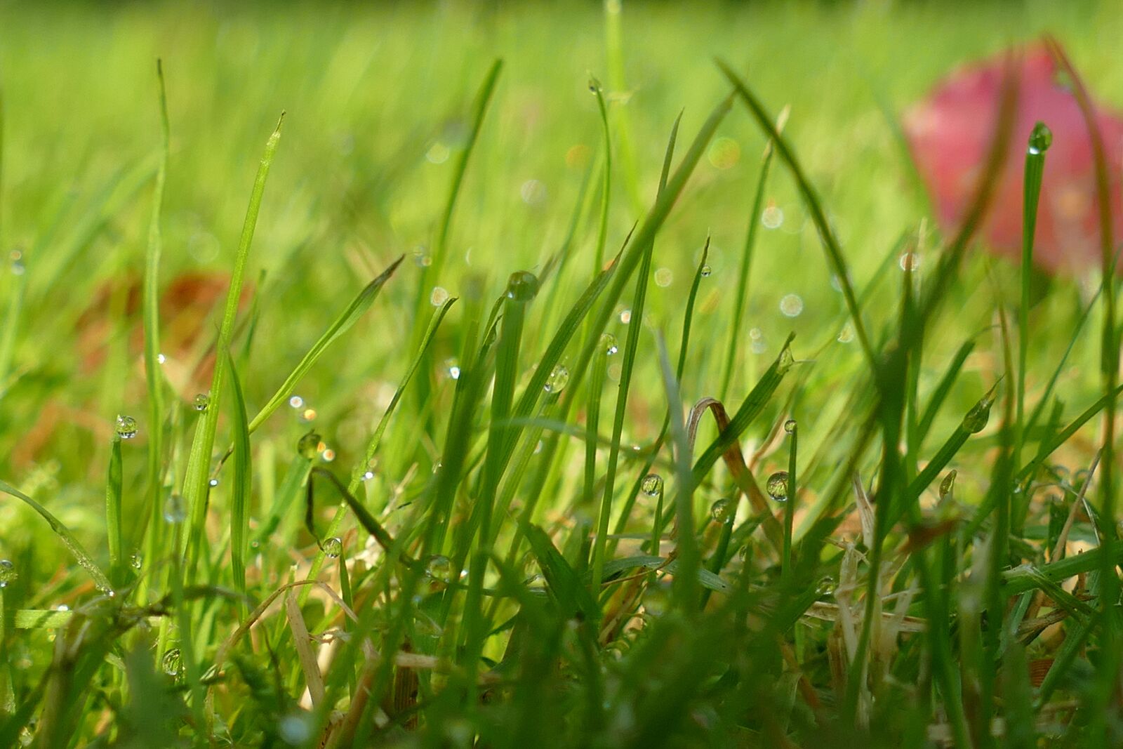 Panasonic Lumix DMC-FZ1000 sample photo. Grass, morning dew, dew photography