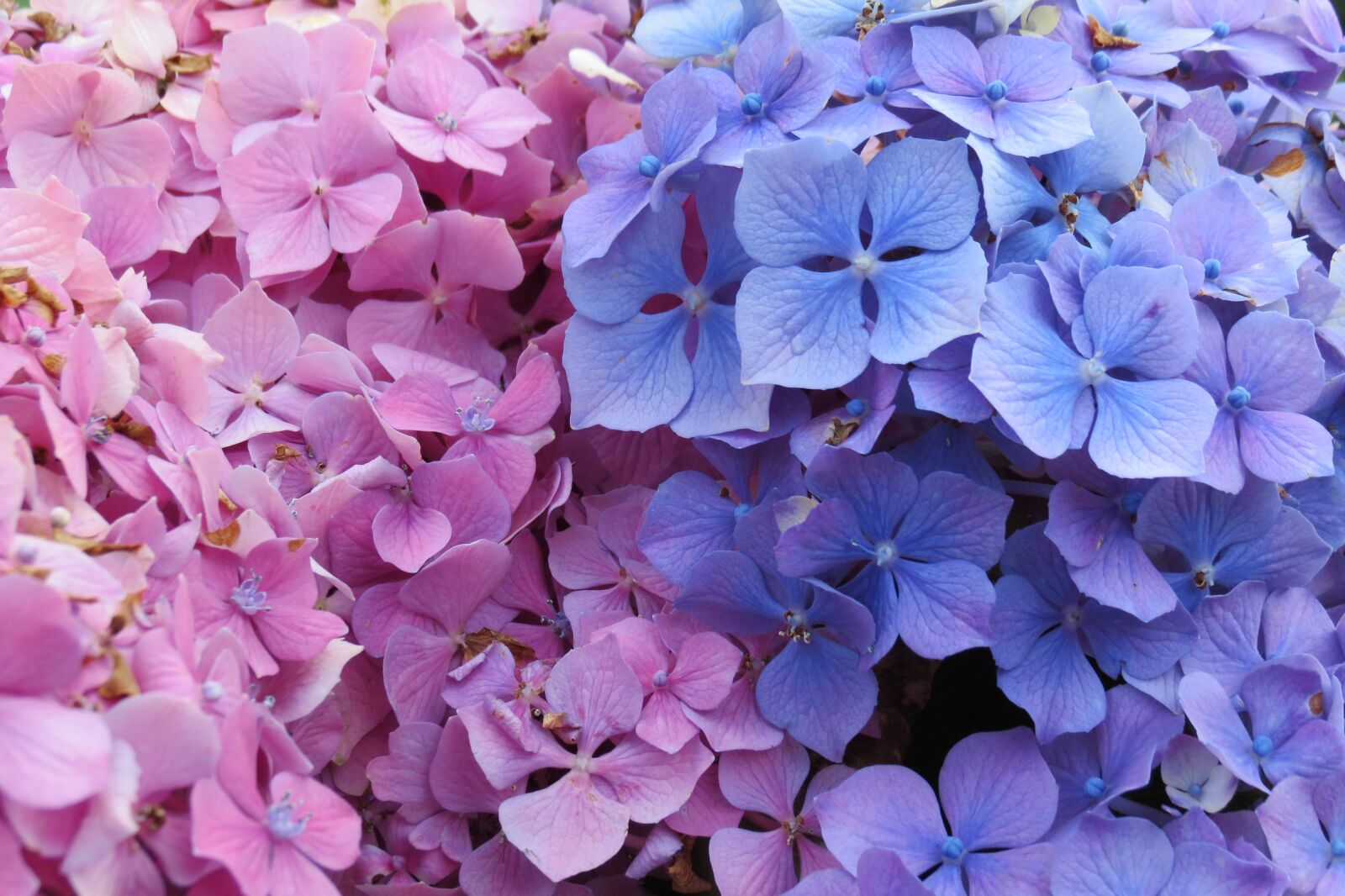 Canon PowerShot SX40 HS sample photo. Flowers, pink, blue photography