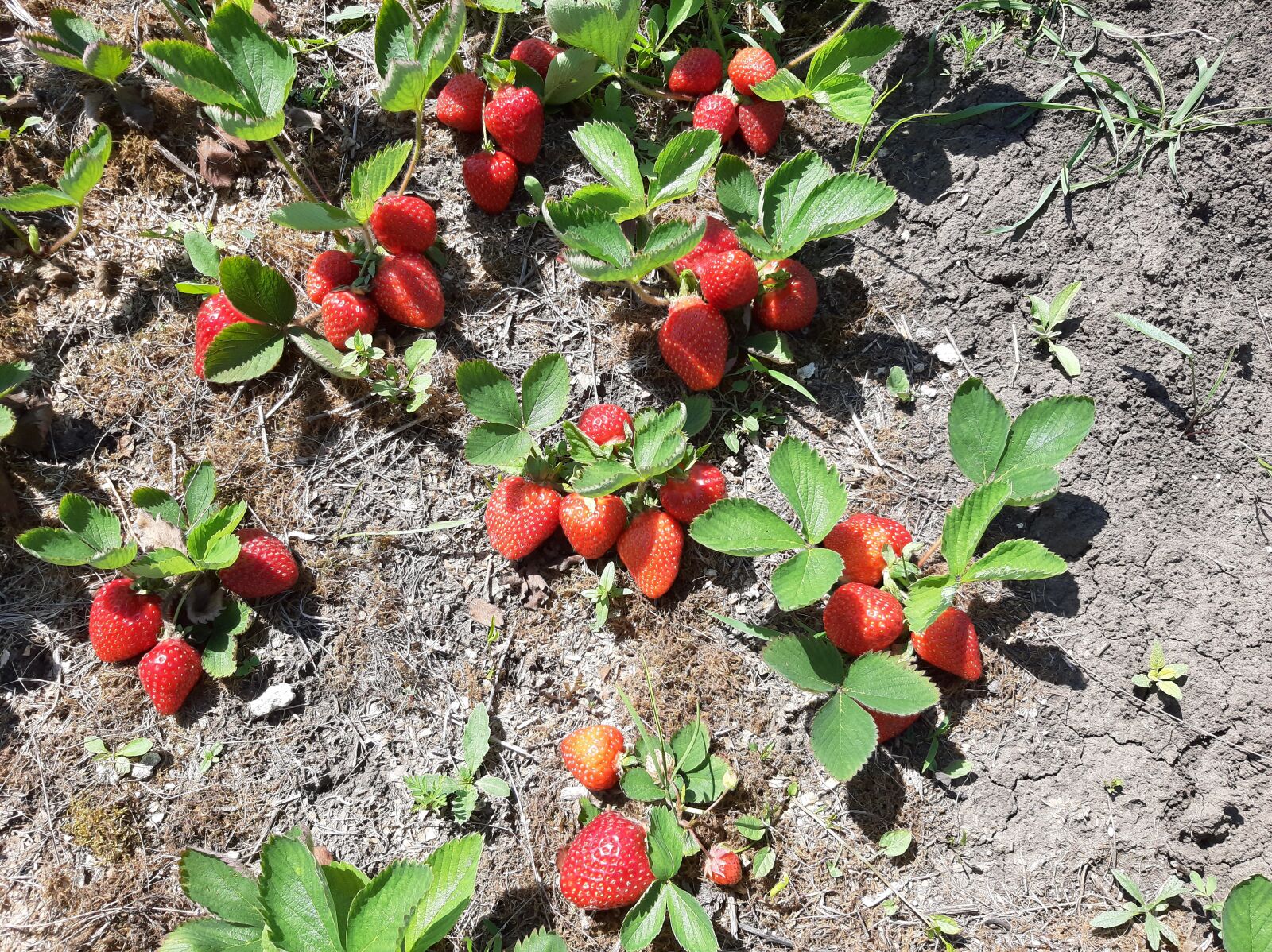 Samsung Galaxy A50 sample photo. Strawberry, summer, berry photography