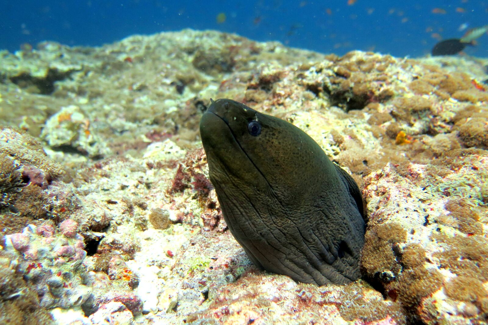 Canon PowerShot G16 sample photo. Moray, eel, fish photography