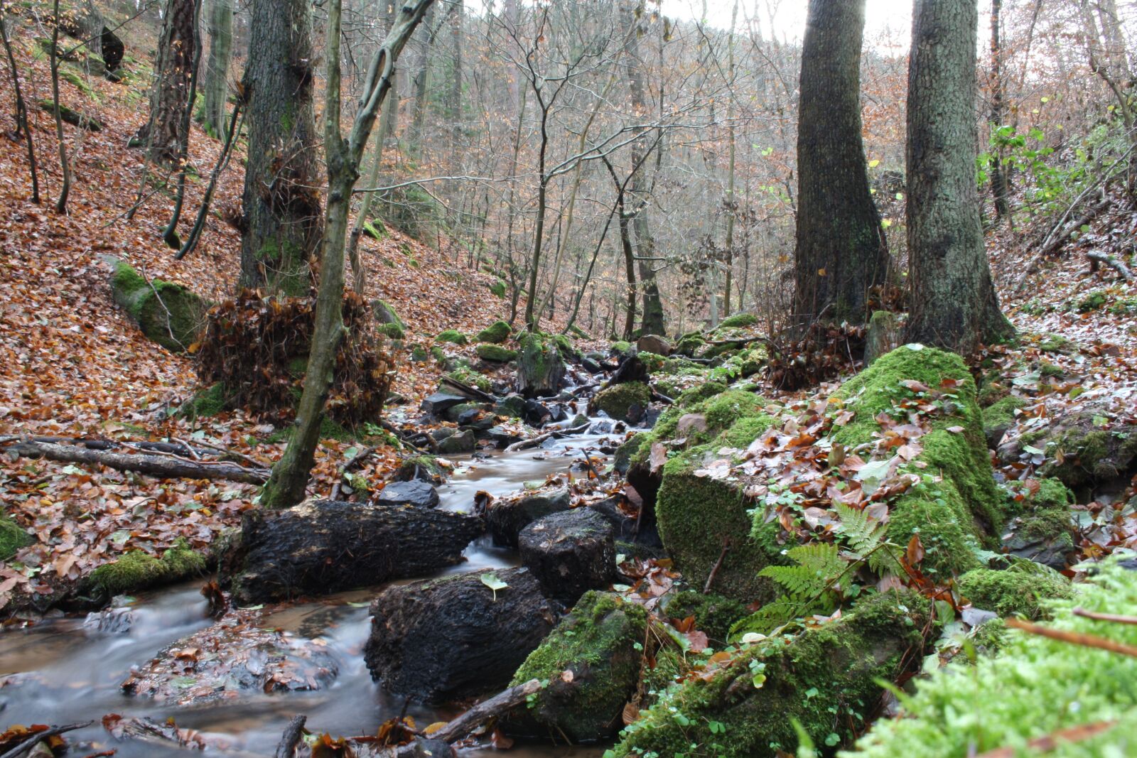 Canon EOS 1000D (EOS Digital Rebel XS / EOS Kiss F) sample photo. Creek, winter, mystical photography