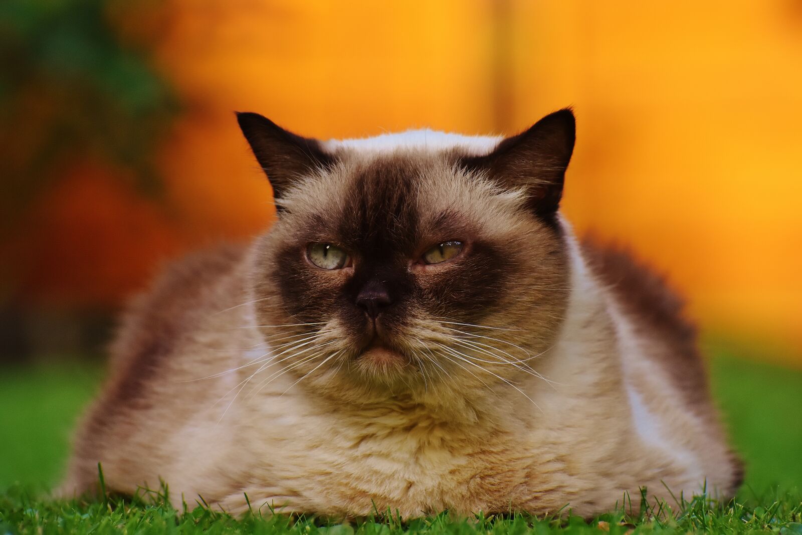 Nikon D7200 sample photo. Cat, british shorthair, thoroughbred photography
