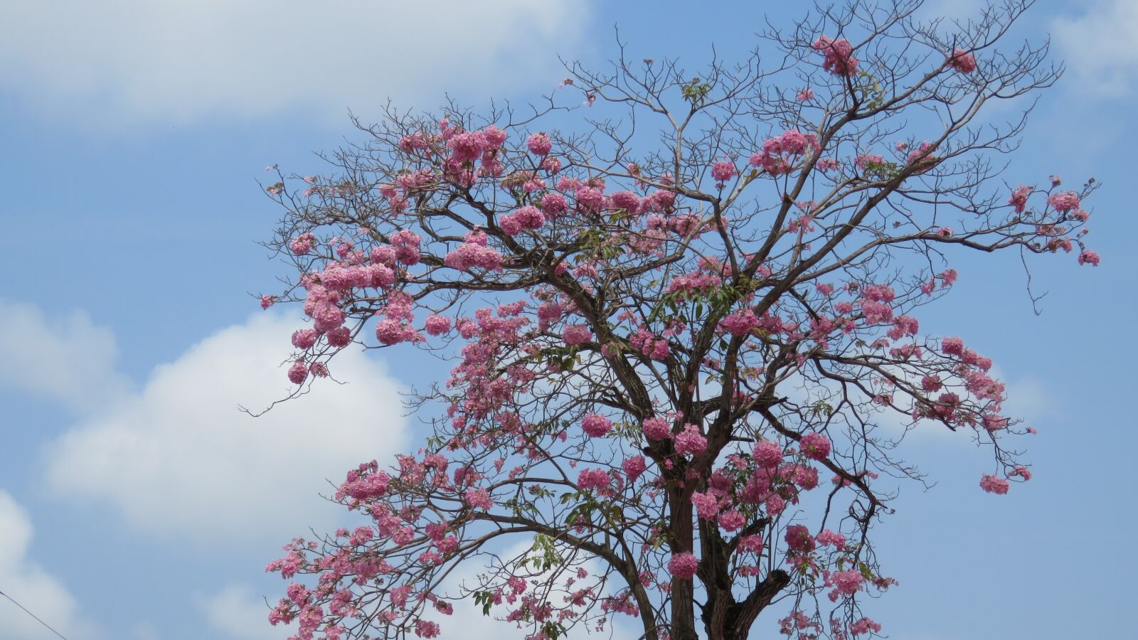 Canon PowerShot SX60 HS sample photo. Tree, pink flowers, blue photography