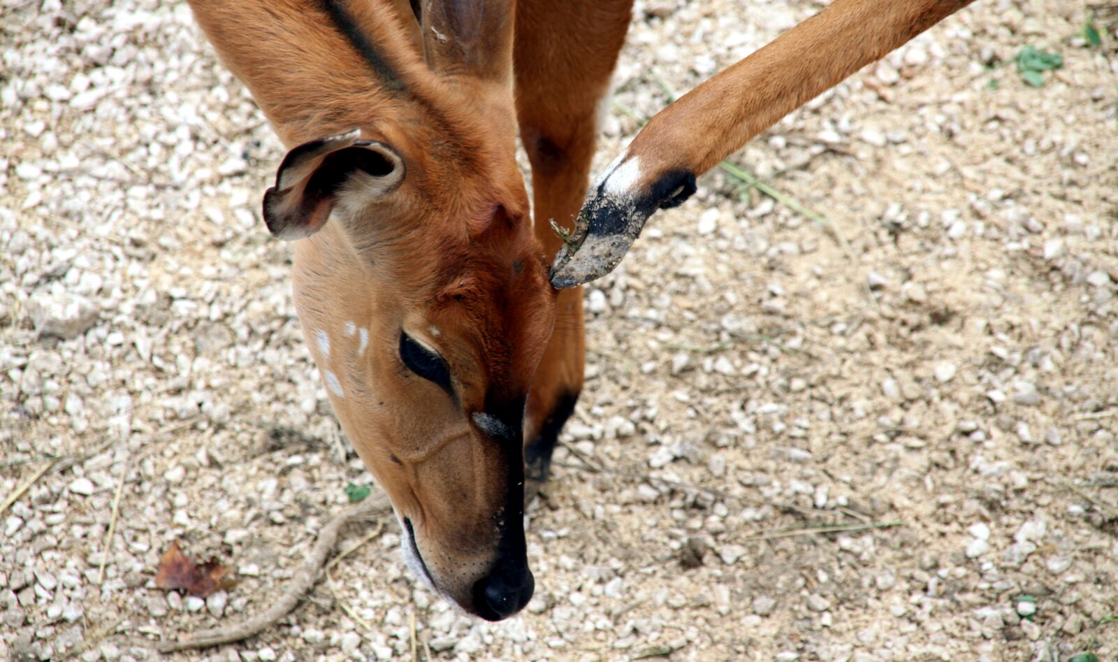 Canon EOS 500D (EOS Rebel T1i / EOS Kiss X3) sample photo. Deer, zoo, nature photography