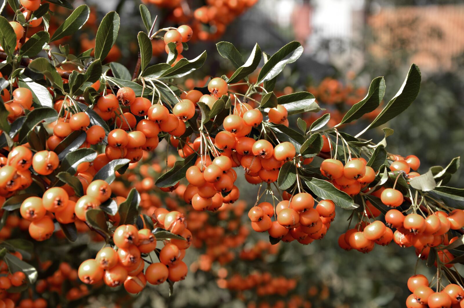 Nikon D3200 sample photo. Rowan, bush, berries photography