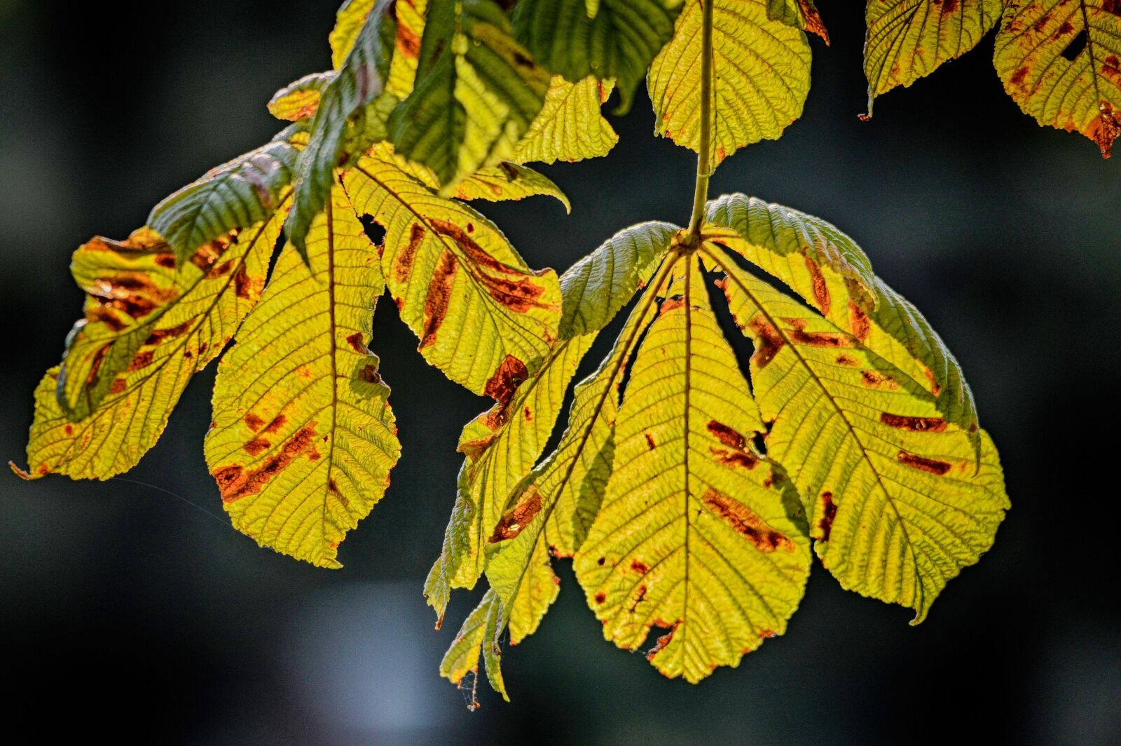 Nikon D3200 sample photo. Autumn leaf, autumn, sheet photography