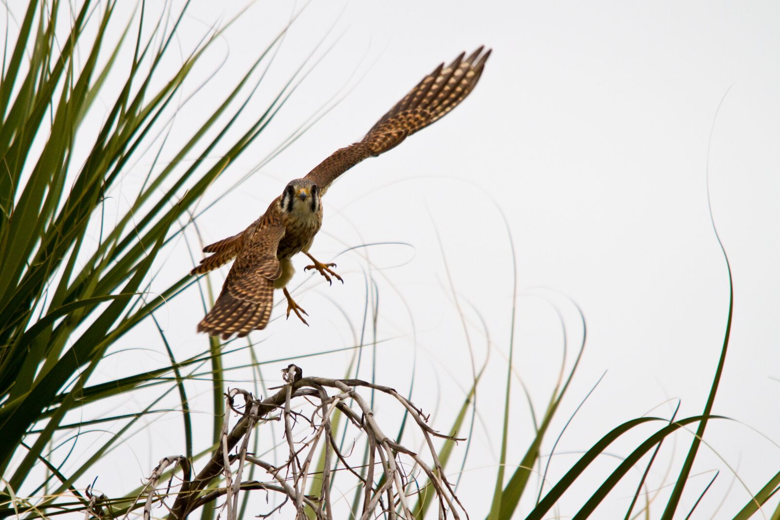 Canon EOS 7D sample photo. Kestrel, bird, hawk photography