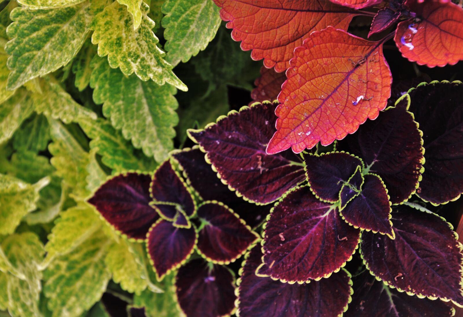 Canon EOS 80D sample photo. Three colors, colorful, foliage photography