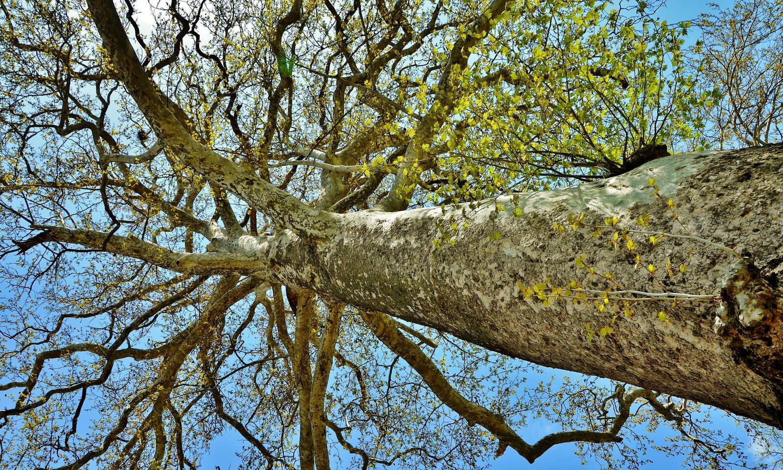 Nikon D7000 sample photo. Tree, landscape, nature photography