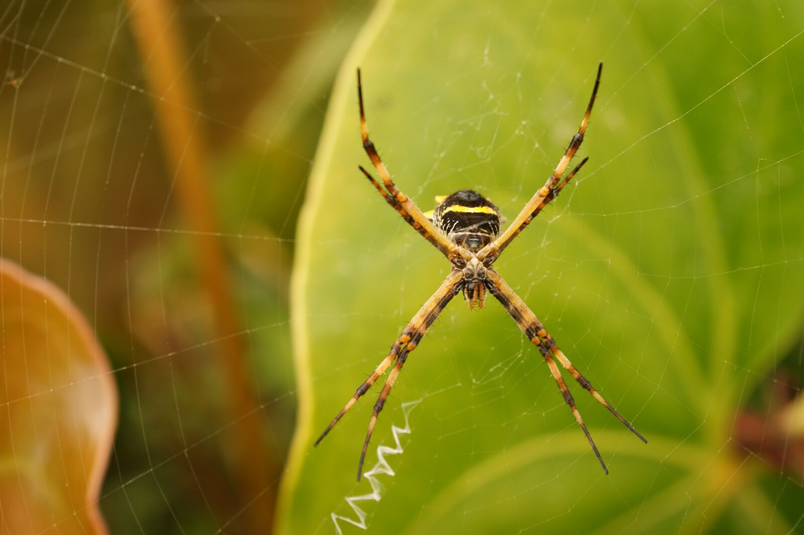 Sony Alpha DSLR-A390 sample photo. Nature, in, the photography