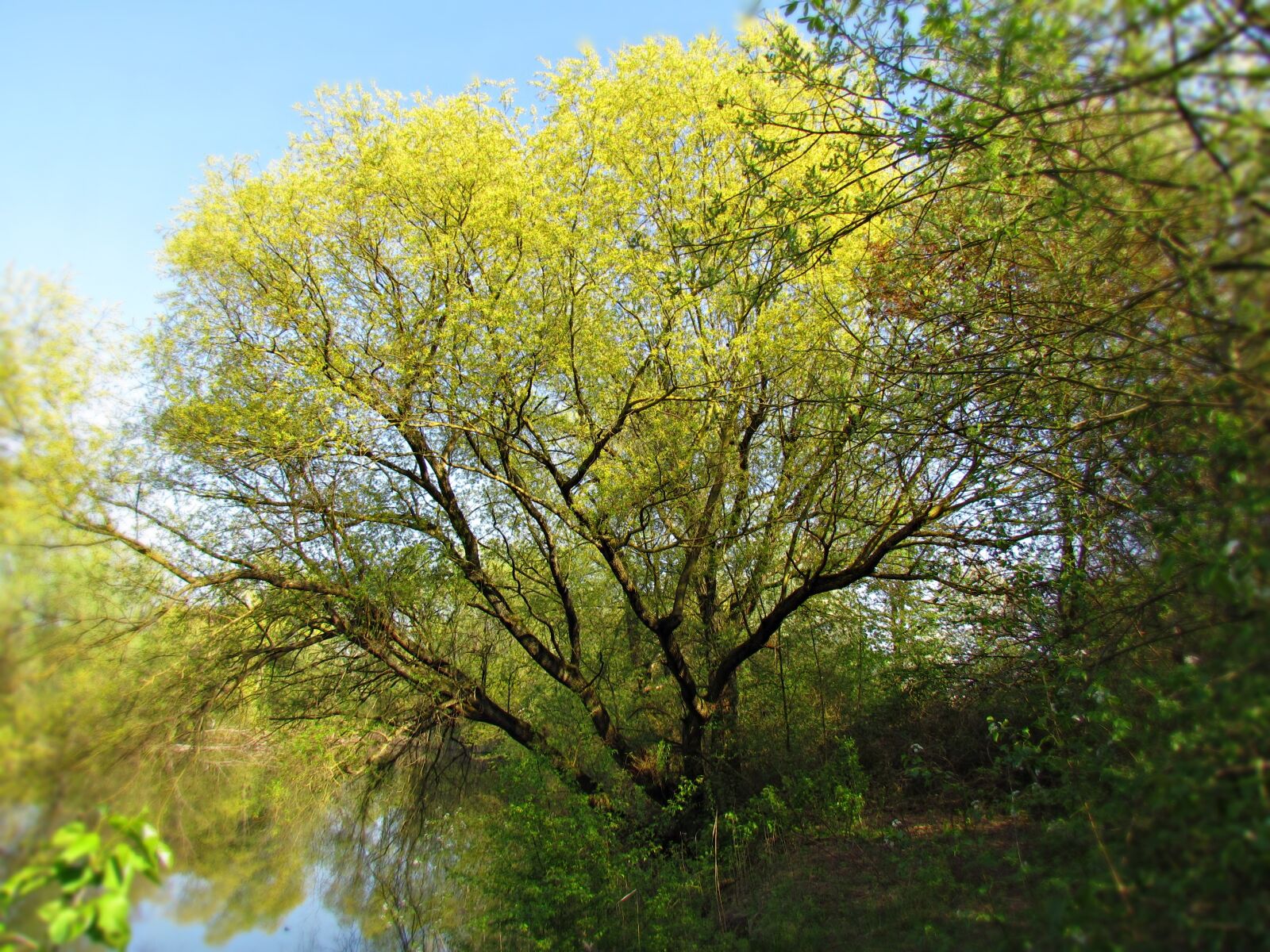 Canon PowerShot SX30 IS sample photo. Spring, tree, nature photography
