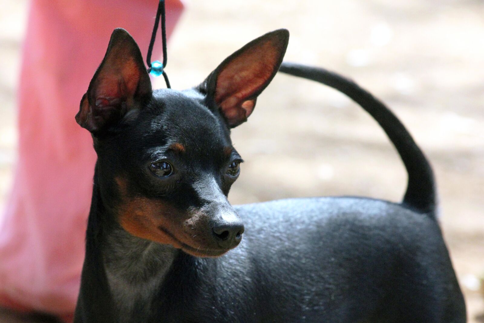 Canon EOS 550D (EOS Rebel T2i / EOS Kiss X4) sample photo. Dog, pet, animal, black photography