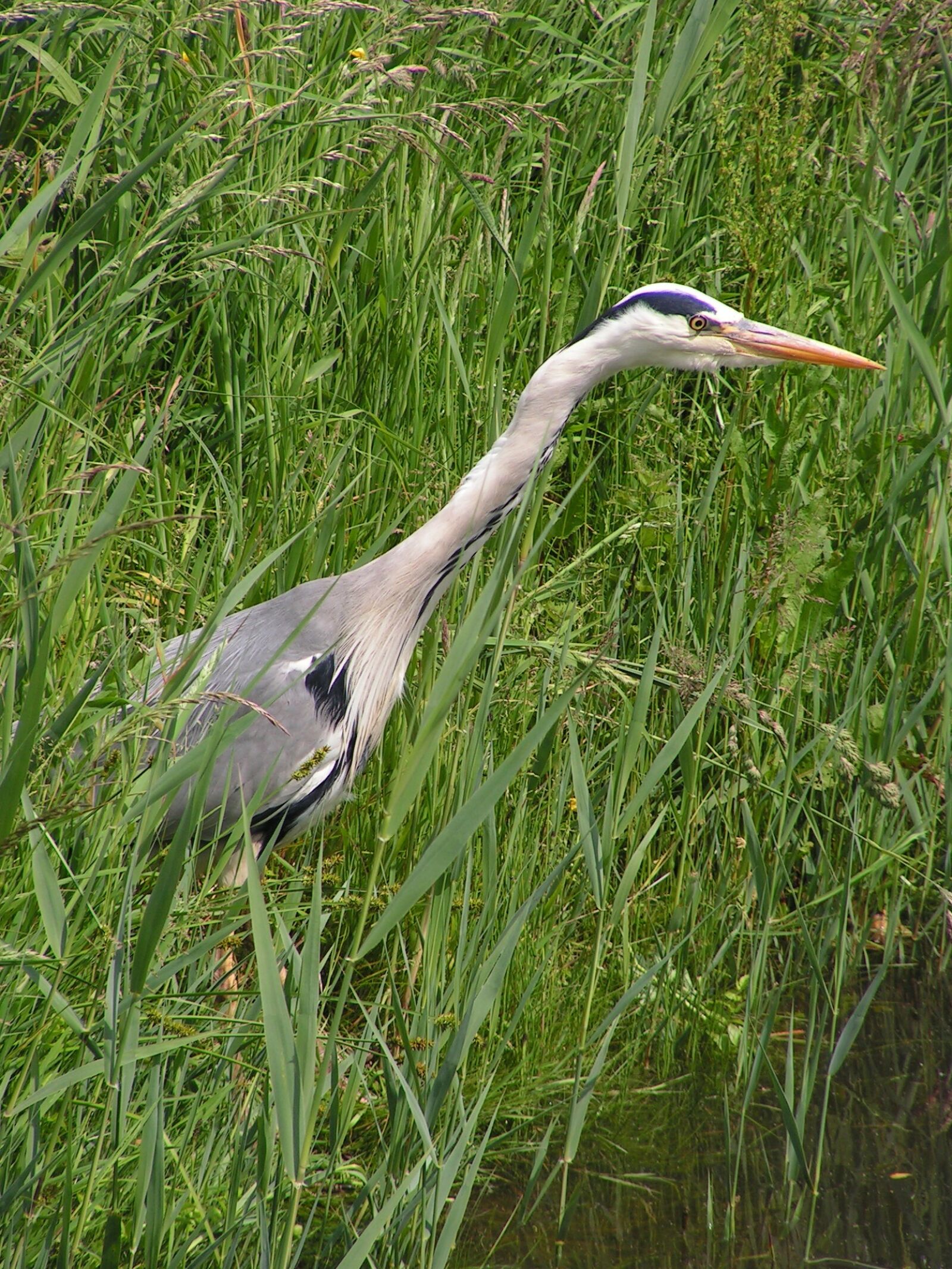 KONICA MINOLTA DiMAGE Z10 sample photo. Heron, silver heron, blue photography