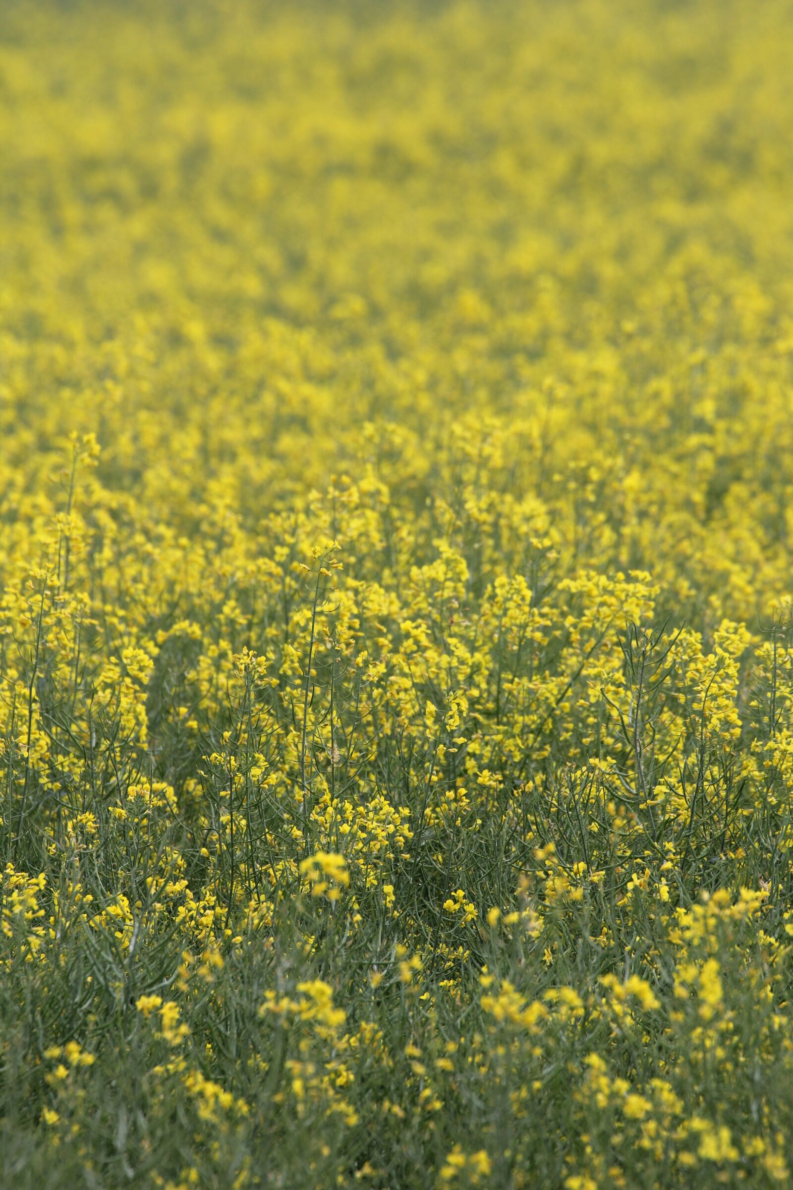Canon EOS 60D + Canon EF 70-300mm F4-5.6L IS USM sample photo. Oilseed rape, field of photography