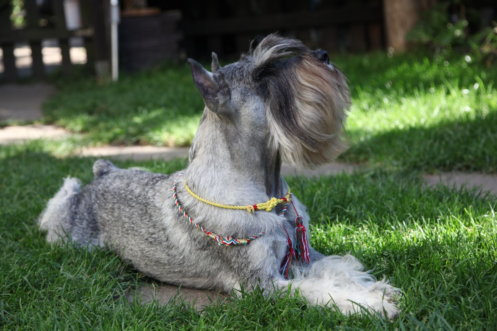 Canon EOS 5D Mark II sample photo. Schnauzer, dog, pet photography