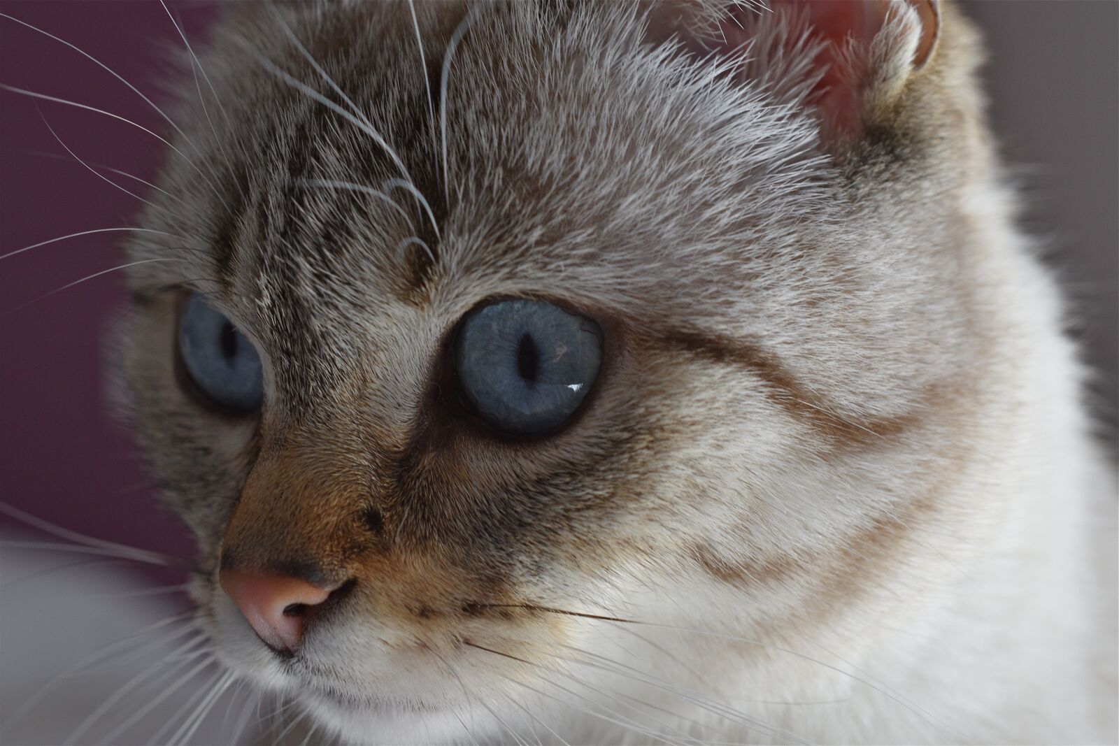 Nikon D5600 sample photo. Cat, look, feline photography