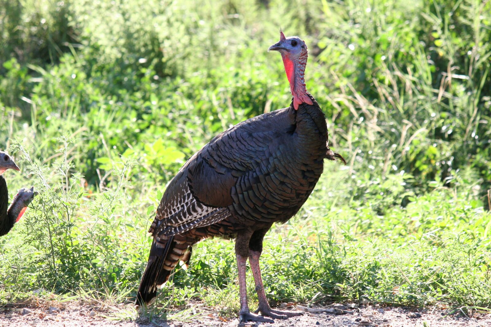 Canon EOS 20D sample photo. Turkey, wild turkey, bird photography