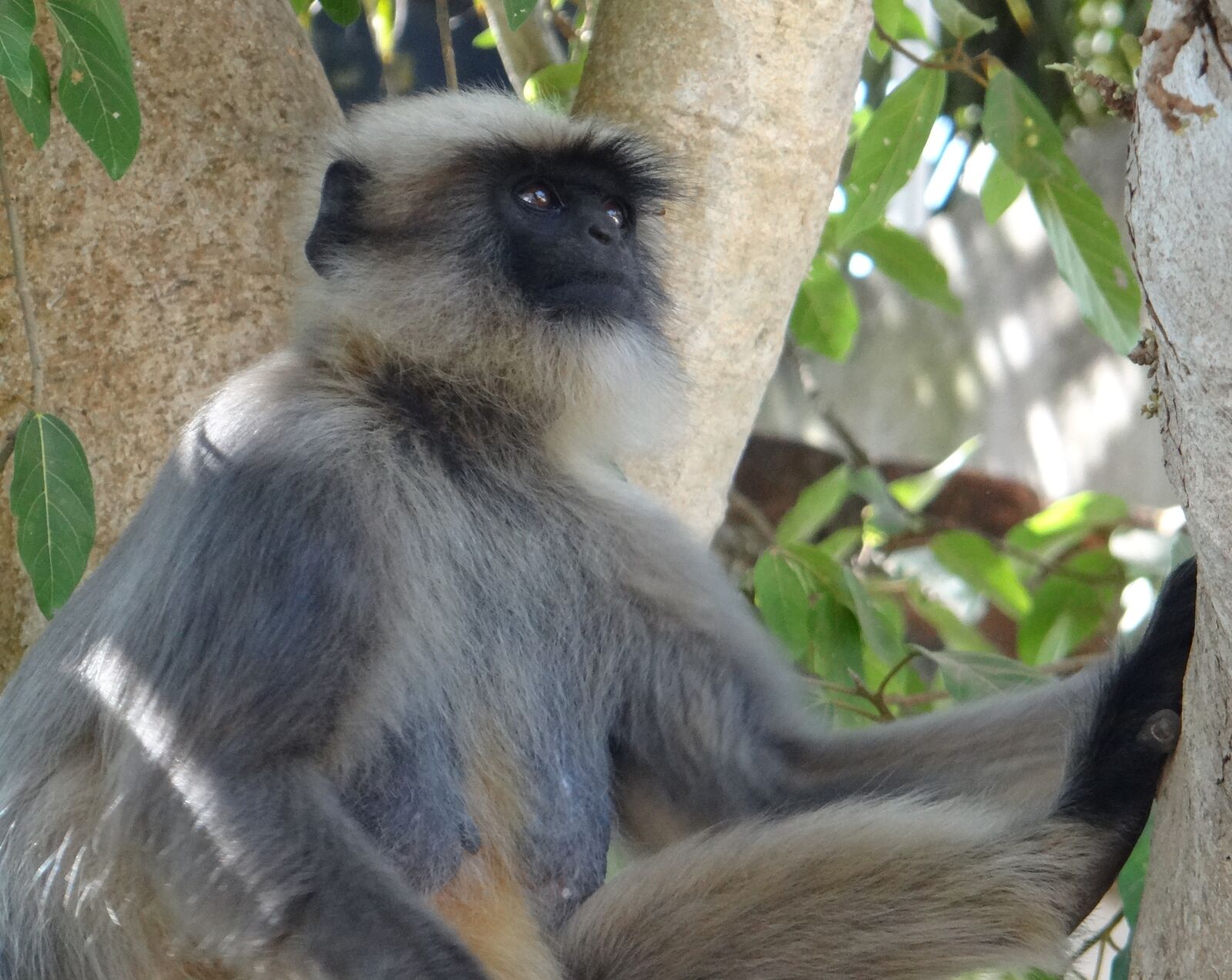 Sony DSC-HX200V sample photo. Gray langur, monkey, animal photography
