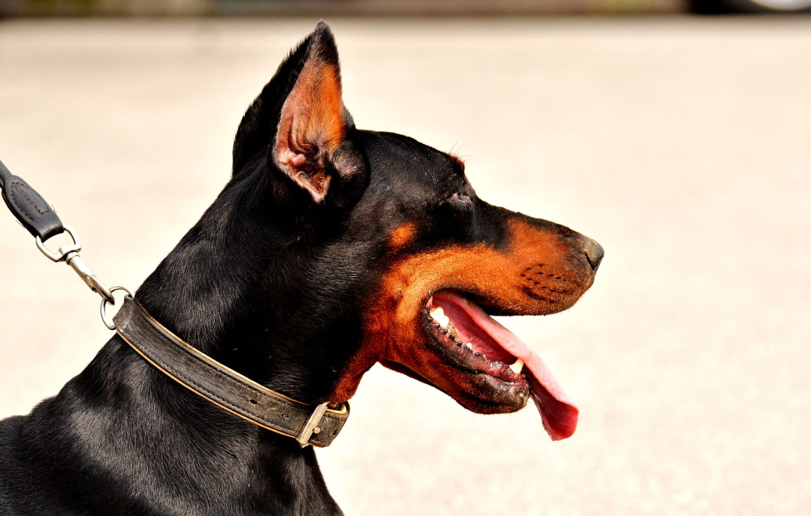 Nikon D3200 sample photo. Doberman, dog, animal world photography