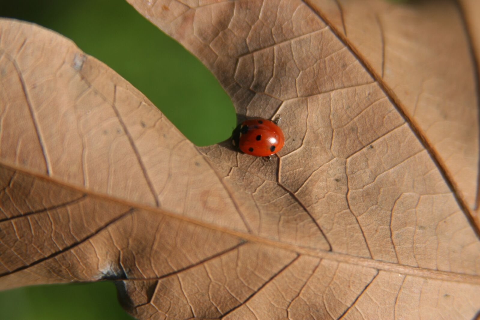 Canon EOS 30D sample photo. Ladybug, leaf, nature photography
