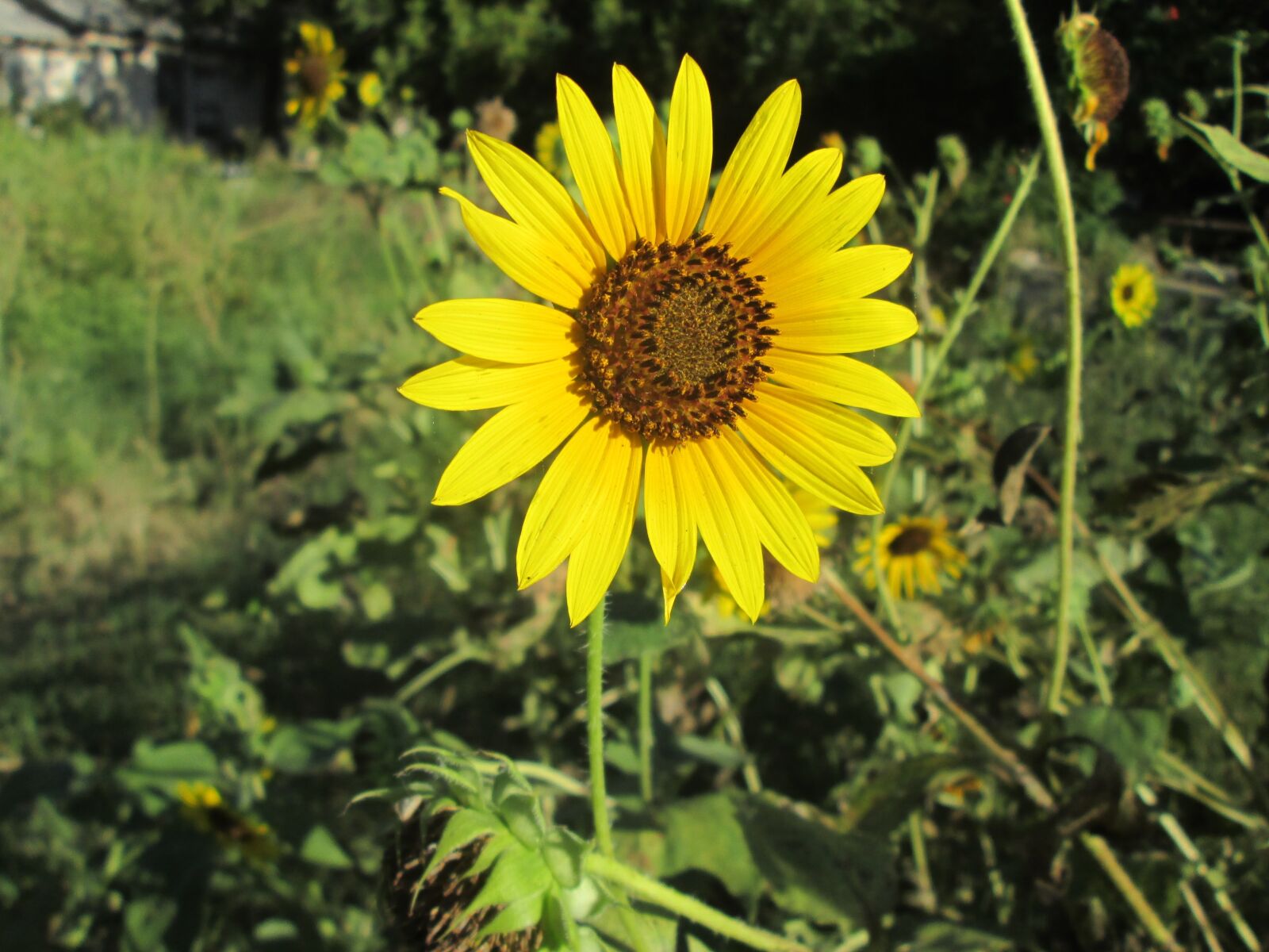 Canon PowerShot A2500 sample photo. Flower, sunflower, yellow photography