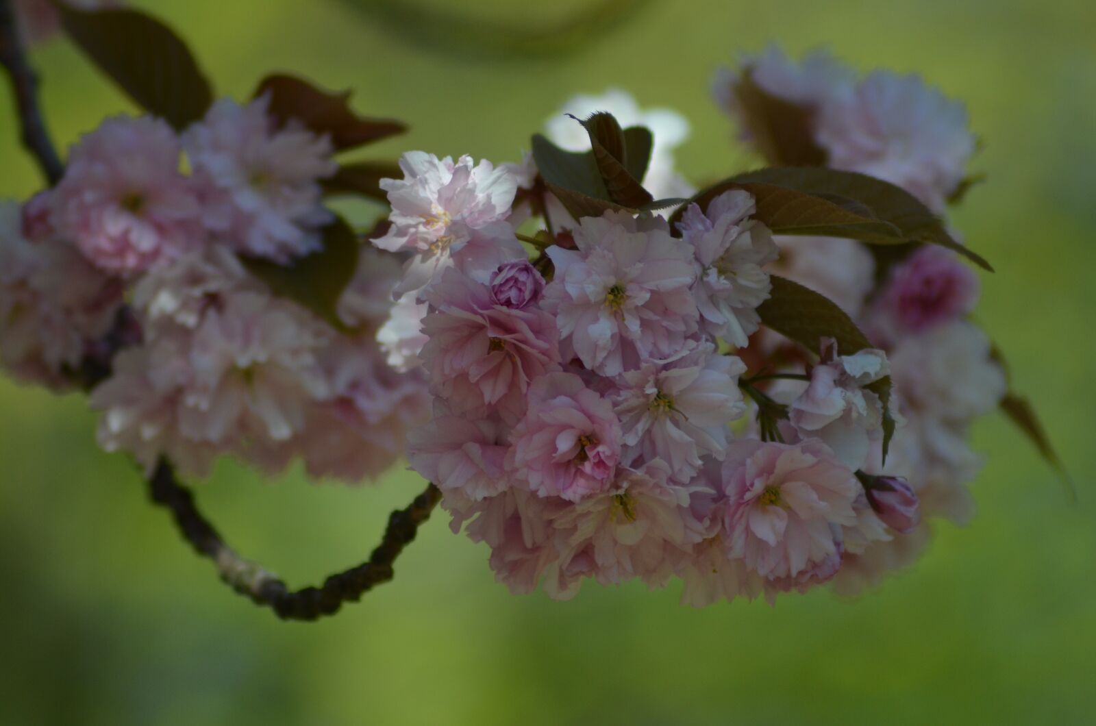 Nikon D5100 sample photo. Flowers, spring, rhododendron photography