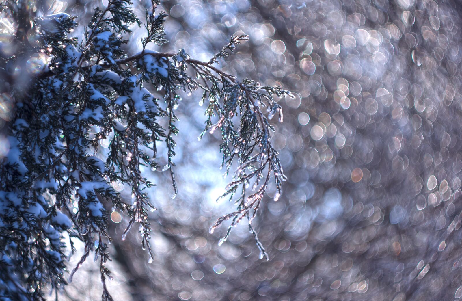 A Series Lens sample photo. Ice, icy, crystals photography